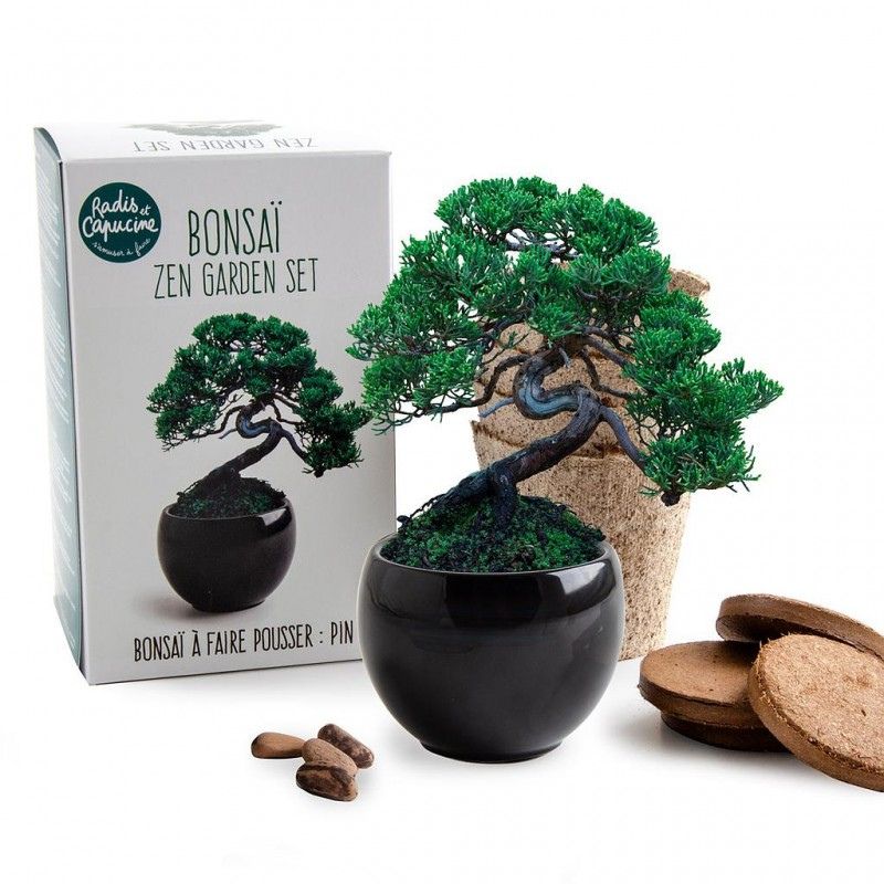 Kit bonsai d'intérieur avec graines