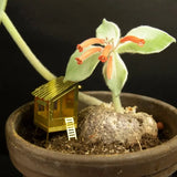 Mini cabane pour plantes - Hersée