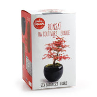 Kit de culture Bonsaï Erable rouge - A faire pousser avec pot Radis et Capucine Hersée Paris 9