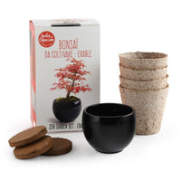 Kit de culture Bonsaï Erable rouge - A faire pousser avec pot Radis et Capucine Hersée Paris 9