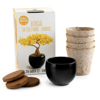 Kit de culture Bonsaï Ginkgo - A faire pousser avec pot Radis et Capucine Hersée Paris 9