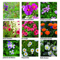 Coffret 40 sachets de graines - Une année au jardin - Radis et Capucine Radis et Capucine Hersée Paris 9