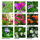 Coffret 40 sachets de graines - Une année au jardin - Radis et Capucine Radis et Capucine Hersée Paris 9